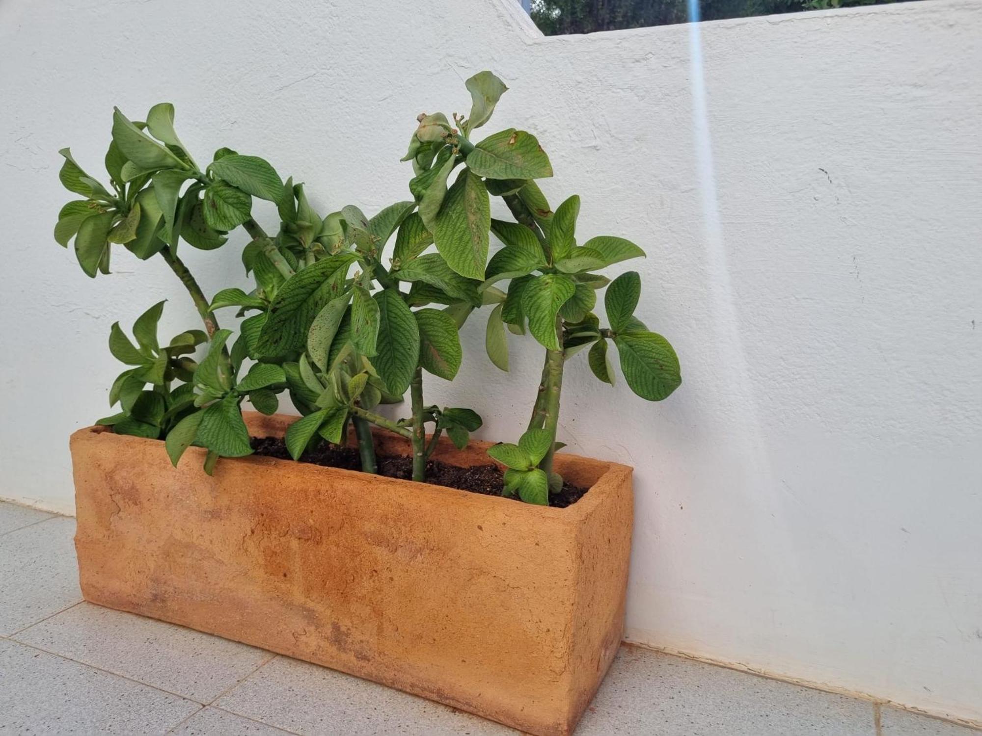 La Casa De Palomitas Appartamento Corralejo